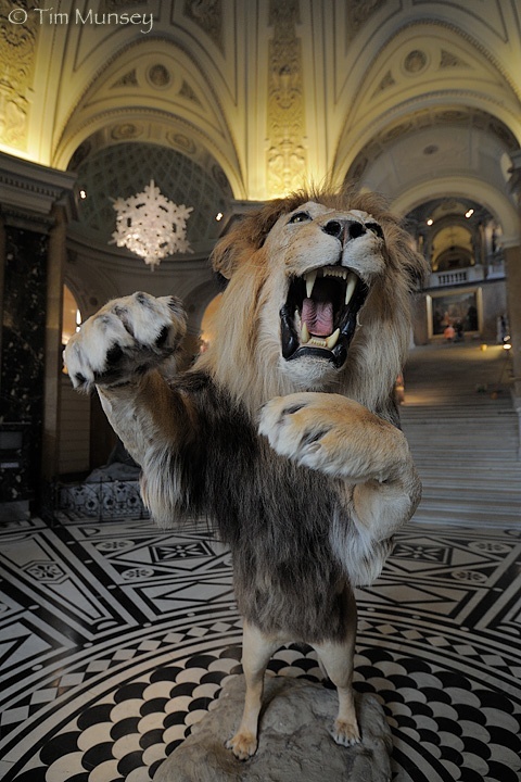 Lion NHM.jpg